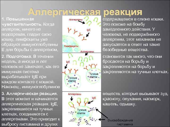 Аллергическая реакция 1. Повышенная чувствительность. Когда аллергик, ничего не подозревая, гладит свою кошку, лимфоциты