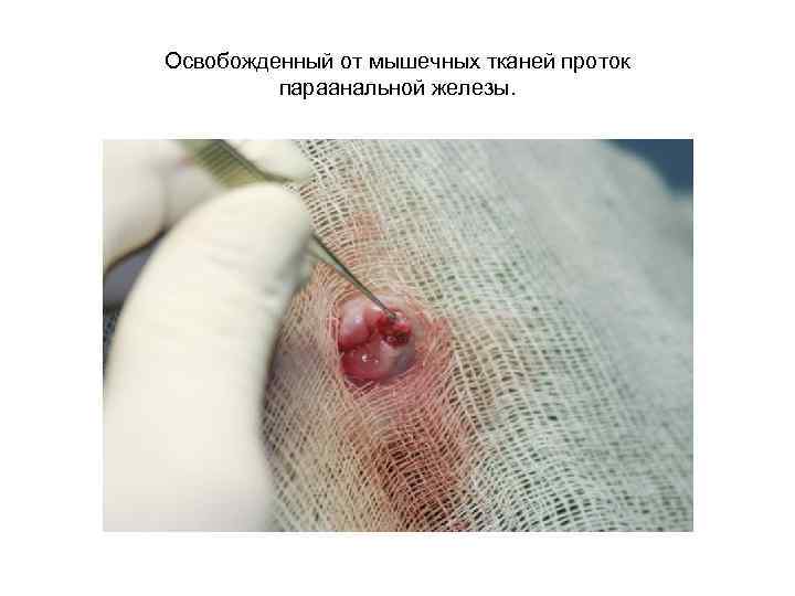 Освобожденный от мышечных тканей проток параанальной железы. 