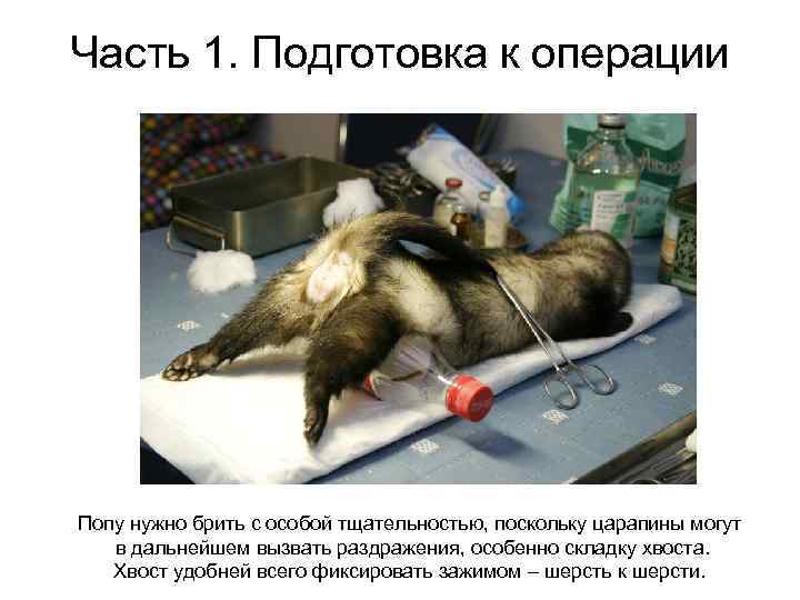 Часть 1. Подготовка к операции Попу нужно брить с особой тщательностью, поскольку царапины могут