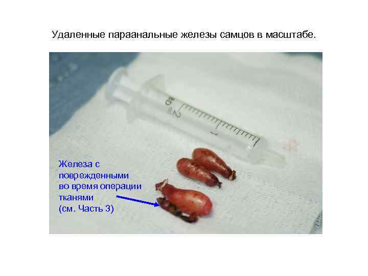 Удаленные параанальные железы самцов в масштабе. Железа с поврежденными во время операции тканями (см.