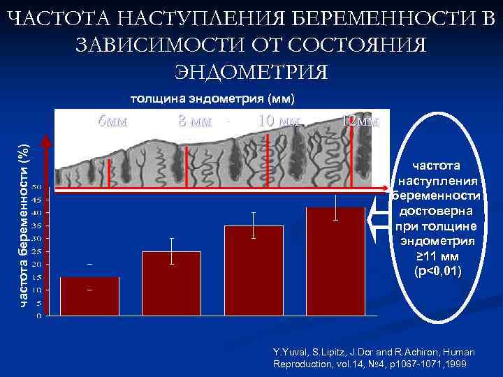 ЧАСТОТА НАСТУПЛЕНИЯ БЕРЕМЕННОСТИ В ЗАВИСИМОСТИ ОТ СОСТОЯНИЯ ЭНДОМЕТРИЯ частота беременности (%) толщина эндометрия (мм)