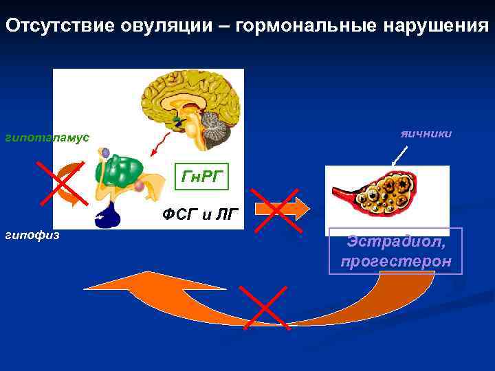 Отсутствие овуляции – гормональные нарушения яичники гипоталамус Гн. РГ ФСГ и ЛГ гипофиз Эстрадиол,