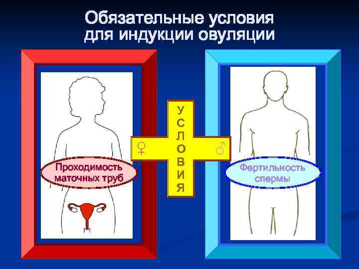 Обязательные условия для индукции овуляции ♀ Проходимость маточных труб У С Л О В