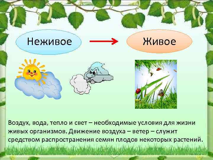 Неживое Живое Воздух, вода, тепло и свет – необходимые условия для жизни живых организмов.