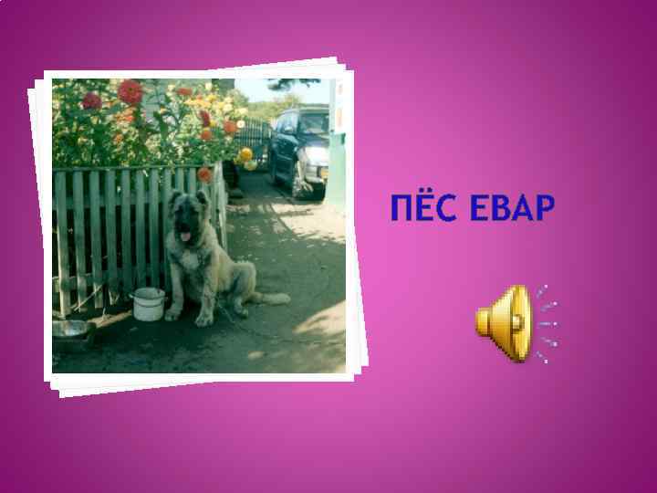 ПЁС ЕВАР 