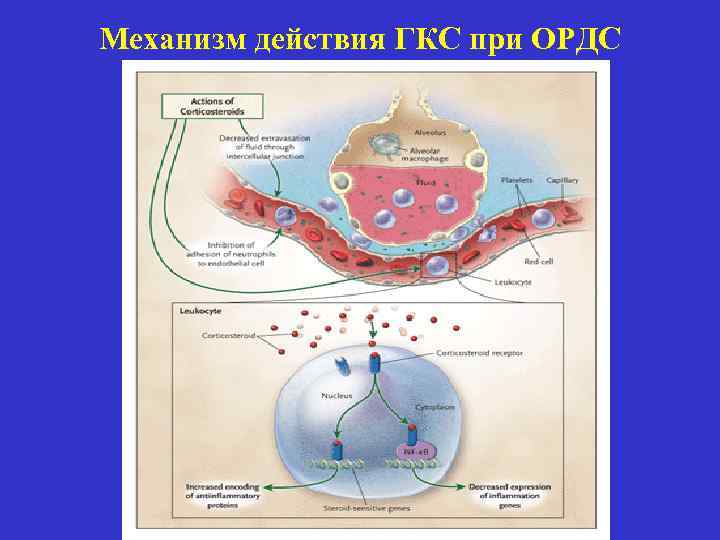 Механизм действия ГКС при ОРДС 