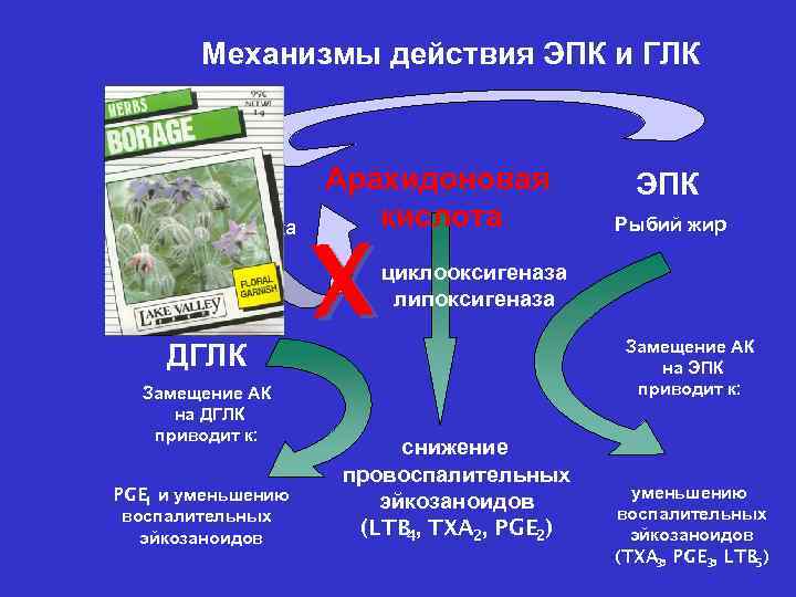 Механизмы действия ЭПК и ГЛК Масло бурачника Арахидоновая кислота X ЭПК Рыбий жир циклооксигеназа