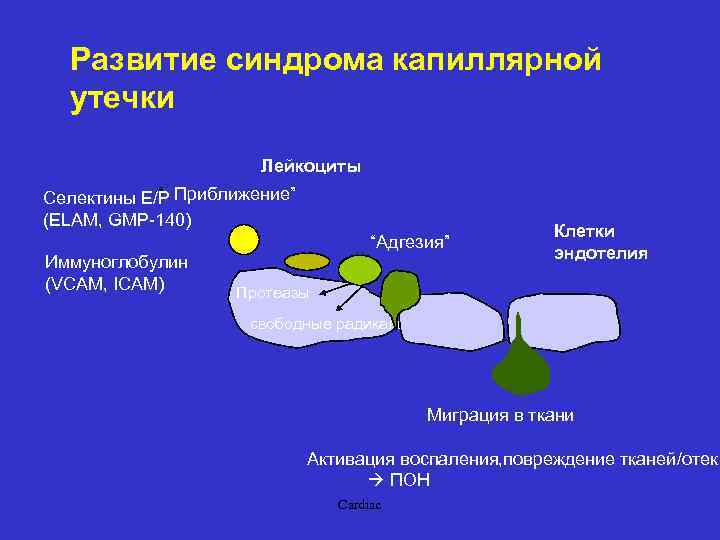 Капиллярная утечка