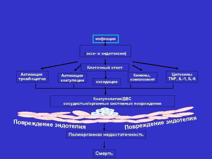 инфекция (экзо- и эндотоксин) Клеточный ответ Активация тромбоцитов Активация коагуляции оксидация Кинины, комплемент Цитокины