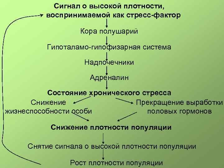 Сигнал о высокой плотности, воспринимаемой как стресс-фактор Коpа полушаpий Гипоталамо-гипофизарная система Надпочечники Адpеналин Состояние