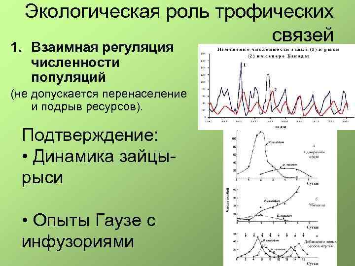 Экологическая роль трофических связей 1. Взаимная регуляция численности популяций (не допускается перенаселение и подрыв