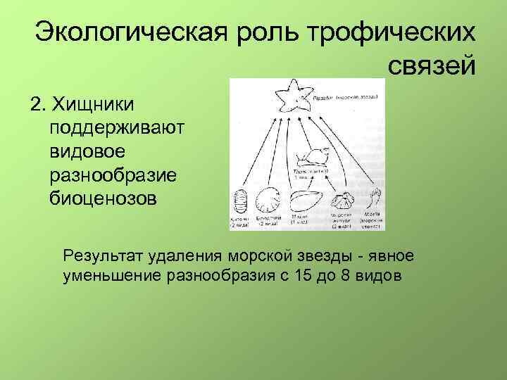Экологическая роль трофических связей 2. Хищники поддеpживают видовое pазнообpазие биоценозов Результат удаления моpской звезды