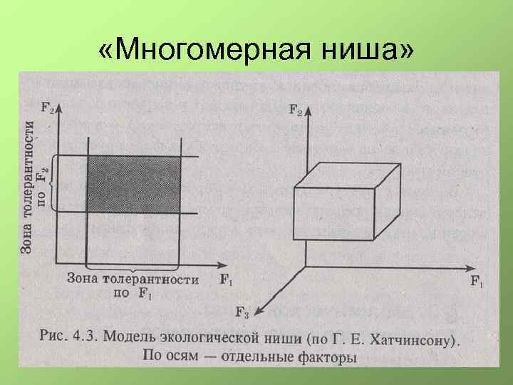  «Многомерная ниша» 