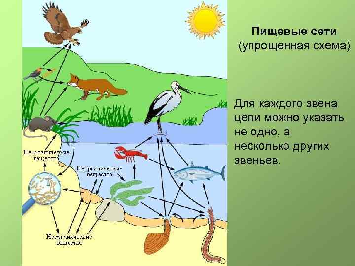 Пищевые сети (упрощенная схема) Для каждого звена цепи можно указать не одно, а несколько