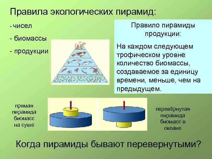 Значение экологической пирамиды