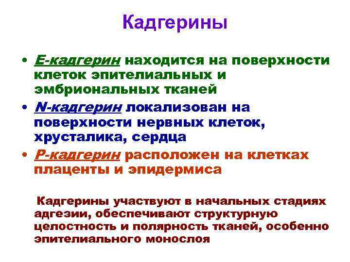 Кадгерины • Е-кадгерин находится на поверхности клеток эпителиальных и эмбриональных тканей • N-кадгерин локализован