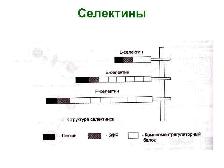 Селектины 