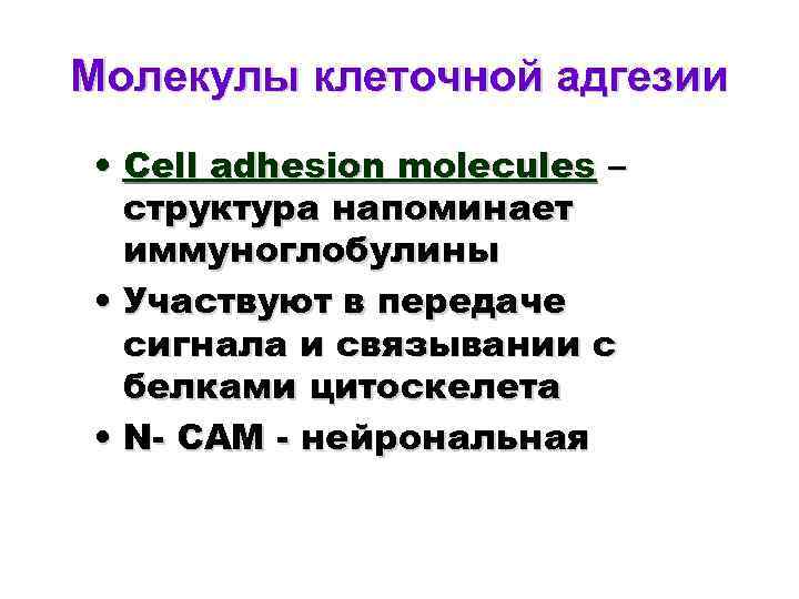 Молекулы клеточной адгезии • Cell adhesion molecules – структура напоминает иммуноглобулины • Участвуют в