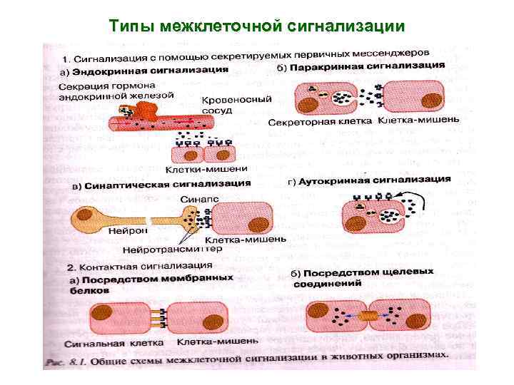 Каким номером на рисунке обозначена структура обеспечивающая межклеточное взаимодействие