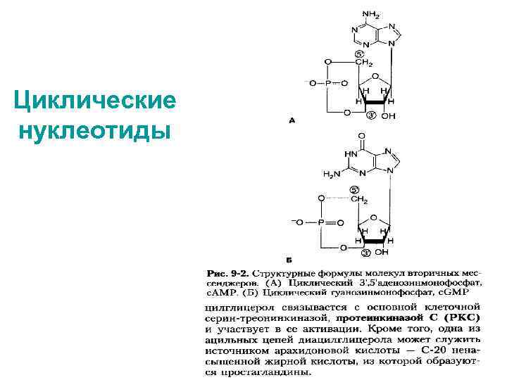 Циклические нуклеотиды 