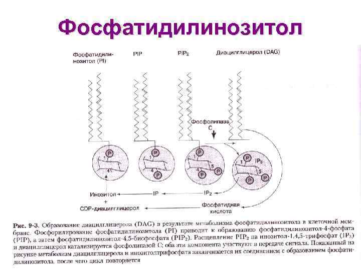 Фосфатидилинозитол 