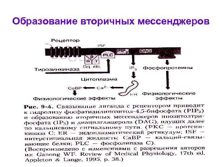 Образование вторичных мессенджеров 