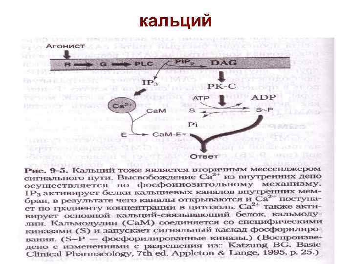 кальций 