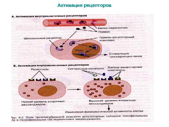 Активация рецепторов 