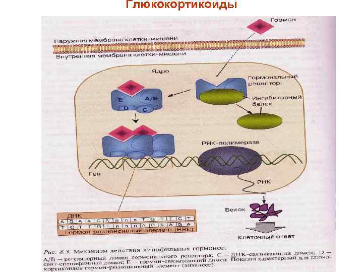 Глюкокортикоиды 