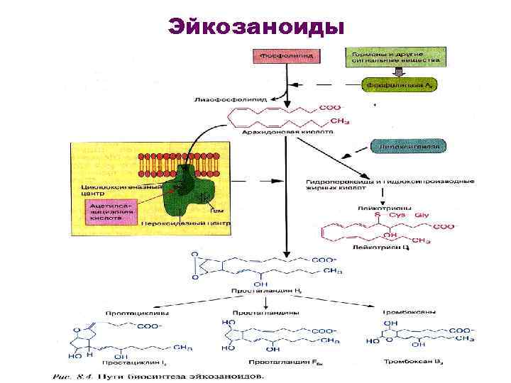 Эйкозаноиды 