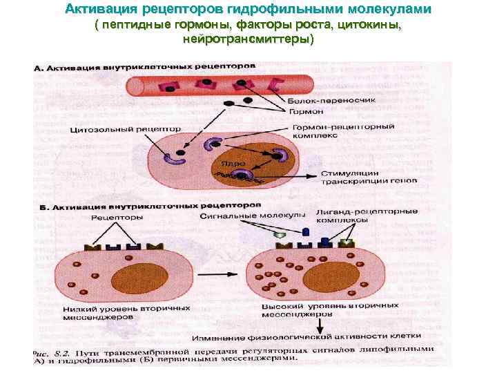 Межклеточная кооперация схема