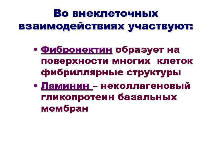 Во внеклеточных взаимодействиях участвуют: • Фибронектин образует на поверхности многих клеток фибриллярные структуры •