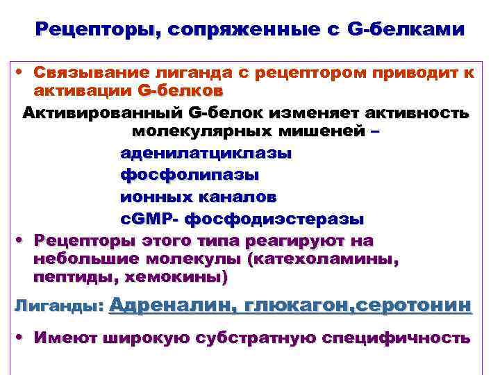 Рецепторы, сопряженные с G-белками • Связывание лиганда с рецептором приводит к активации G-белков Активированный