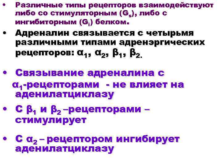  • Различные типы рецепторов взаимодействуют либо со стимуляторным (Gs), либо с ингибиторным (Gi)