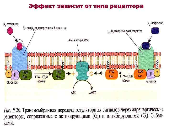 Эффект зависит от типа рецептора 