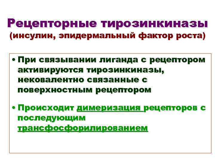 Рецепторные тирозинкиназы (инсулин, эпидермальный фактор роста) • При связывании лиганда с рецептором активируются тирозинкиназы,