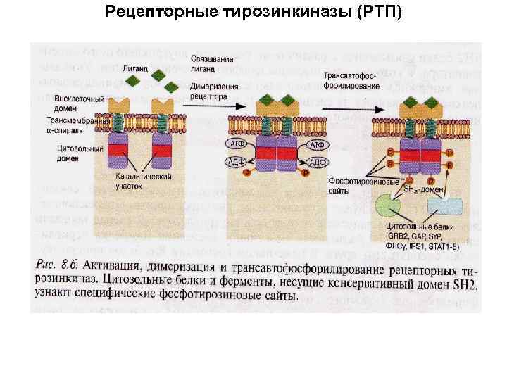 Рецепторные тирозинкиназы (РТП) 