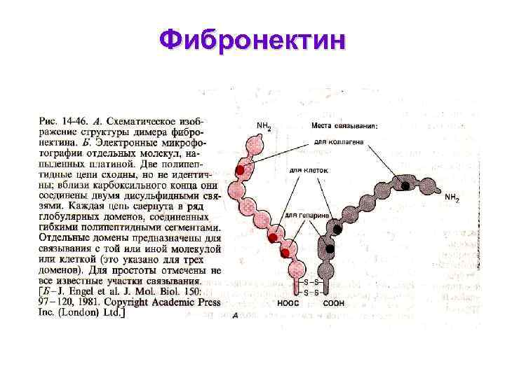 Фибронектин 