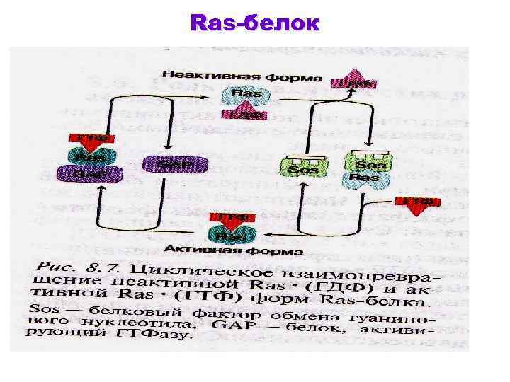 Ras-белок 