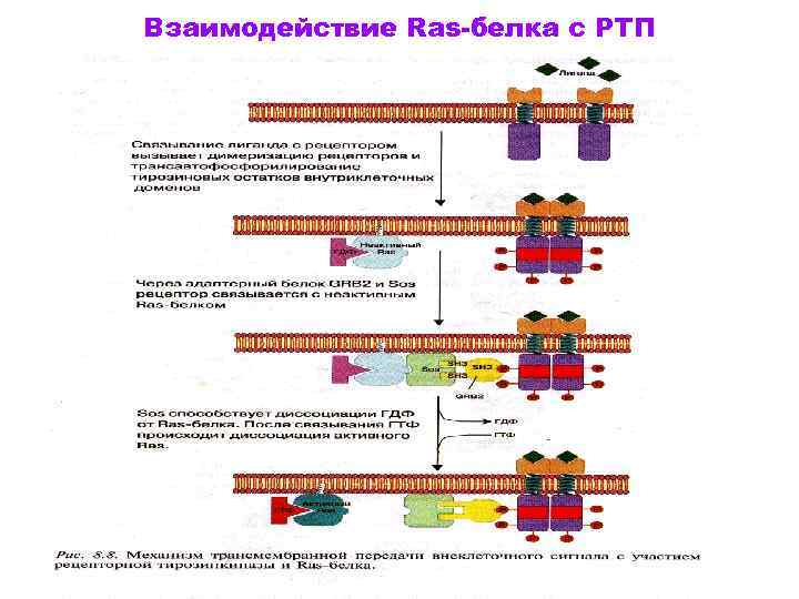 Взаимодействие Ras-белка с РТП 