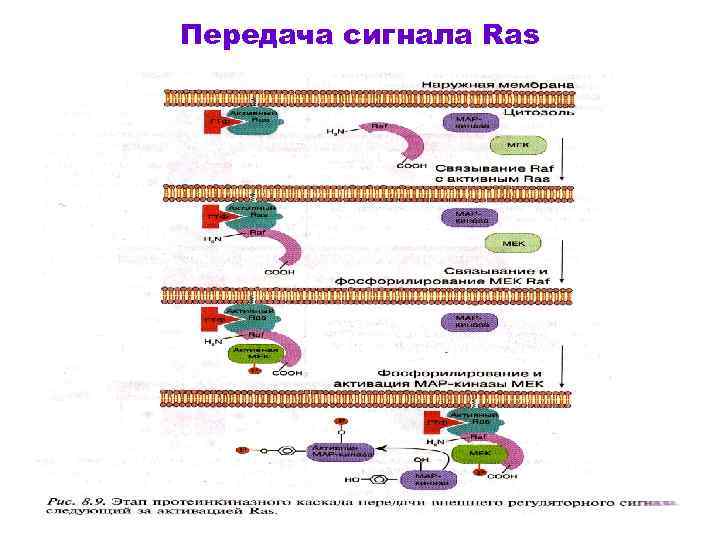 Передача сигнала Ras 