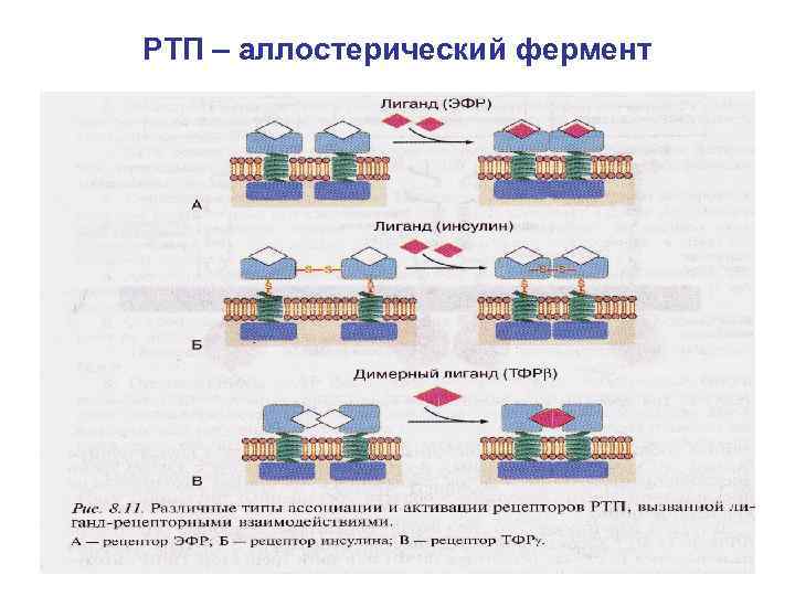 РТП – аллостерический фермент 