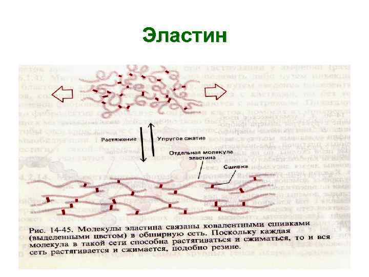 Межклеточный матрикс