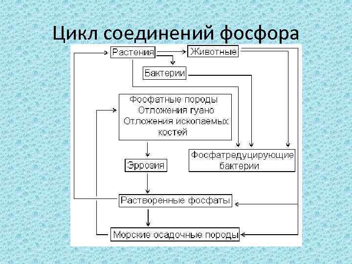 Схема фосфора. Схема трансформации фосфора. Превращение соединений фосфора. Превращение фосфора в почве. Превращение соединений фосфора микроорганизмами.