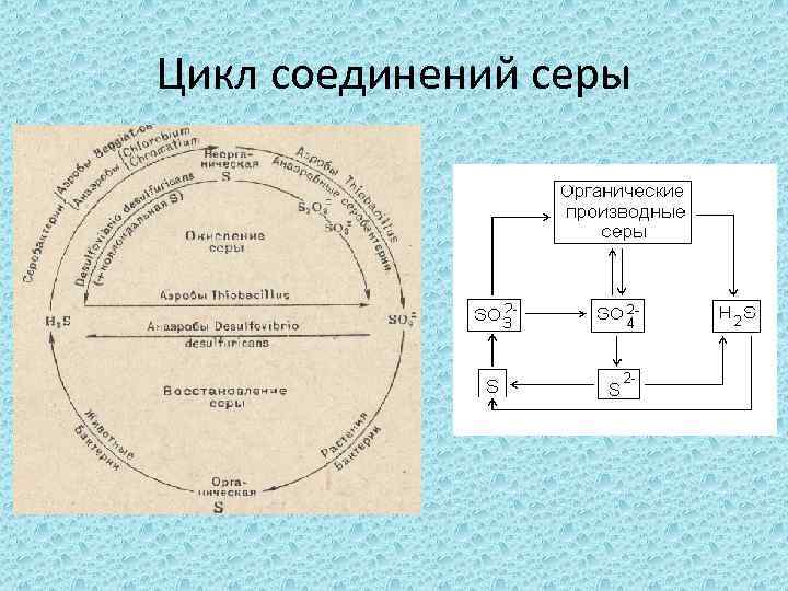 Цикл соединений серы 