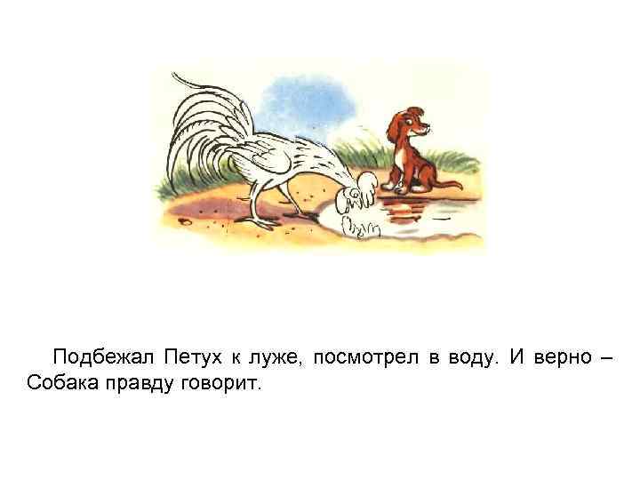 Подбежал Петух к луже, посмотрел в воду. И верно – Собака правду говорит. 