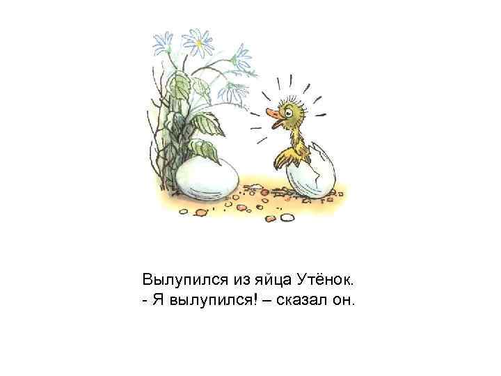 Вылупился из яйца Утёнок. - Я вылупился! – сказал он. 