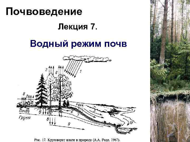 Почвоведение Лекция 7. Водный режим почв 