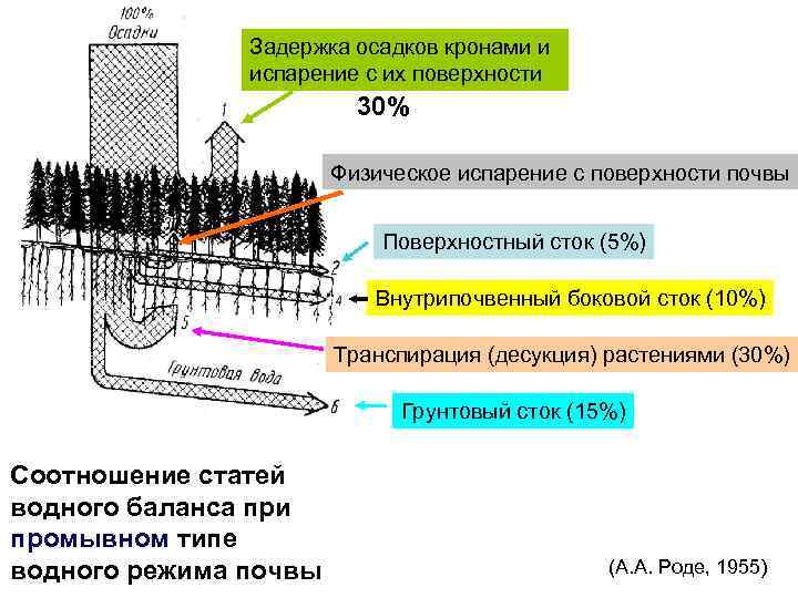 Задержка осадков кронами и испарение с их поверхности 30% Физическое испарение с поверхности почвы