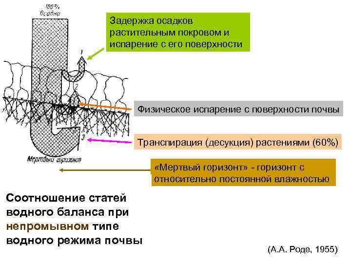 Задержка осадков растительным покровом и испарение с его поверхности Физическое испарение с поверхности почвы
